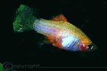 Platy Papagei
